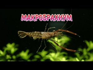 КРЕВЕТКА МАКРОБРАХИУМ. СОДЕРЖАНИЕ И РАЗВЕДЕНИЕ В АКВАРИУМЕ