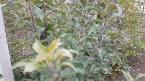 ОБРАБОТАЙТЕ ТАК САД ПЕРЕД ЗИМОЙ! ЧЕМ ОБРАБАТЫВАТЬ САД ОСЕНЬЮ