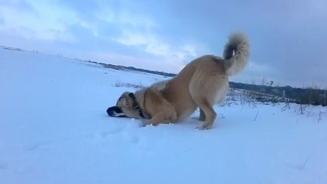 Грузинская горная собака. Tiger 1 год смотреть онлайн