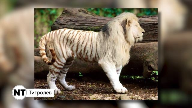 Гибриды Животных, В Которые Сложно Поверить - ТОП 10 ! смотреть онлайн