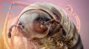 Макросъёмка Насекомых. Увеличение Насекомых в Тысячу Раз. Интересное и Прикольное Видео.