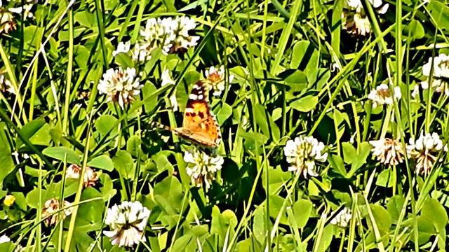 Бабочки опыляют цветки на траве смотреть онлайн