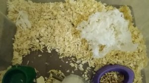 Как уговорить родителей купить хомяка? / Как сделать, так чтобы родители разрешили? / Nastya PETS