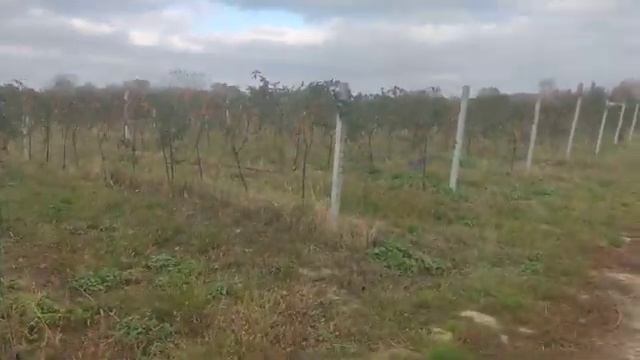 Крупноплодная малина и ежевика на Кубани. Продолжение 2022. смотреть онлайн