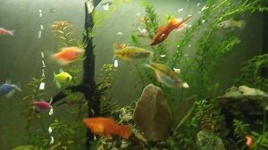 Кормление рыб варёной креветкой