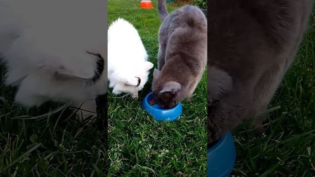 Голодная кошечка отобрала еду у не менее голодного котика Funny cats смотреть онлайн