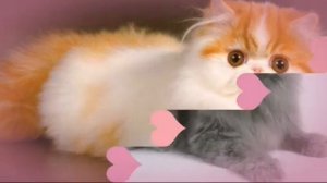 Персидская кошка