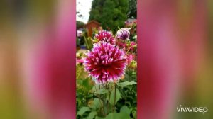 আকর্ষণীয় এই ডালিয়াটার নাম "Dahlia Table Dancer"🌸🌿