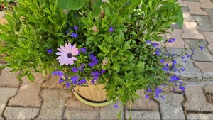 13-15 июля 2024 ВОЗВРАЩЕНИЕ ДОМОЙ/САД-ОГОРОД ЧУДЕСНОЕ ПРЕВРАЩЕНИЕ ЗА 5 ДНЕЙ!