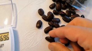 Азимина Пенсильвания Гольден Pawpaw Pennsylvania Golden