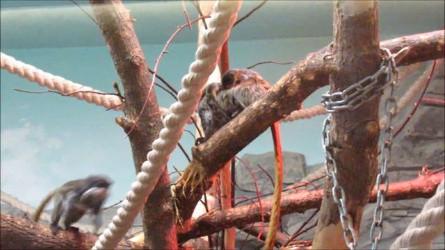 Императорские тамарины и малыши . 22.01.20 г. смотреть онлайн