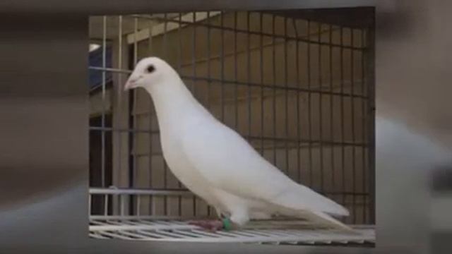 TDM White Pearl Sions смотреть онлайн