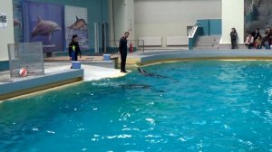 ВЛОГ Дельфинариум! Шоу с дельфинами! Best dolphin show In Constanta Resort  on the Black Sea Shore