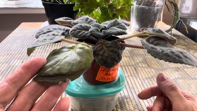 Краевой НЕКРОЗ! Причины, Решения! смотреть онлайн