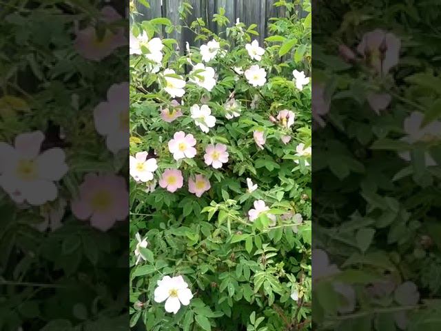 26 мая 2023 г. смотреть онлайн