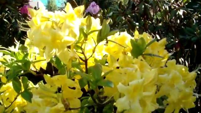 Цветение рододендрона"KALINKA" и азалии"ANNEKE"! смотреть онлайн