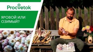 Какой ЧЕСНОК выбрать для посадки на зиму? Яровой чеснок, озимый чеснок, обзор сортов.