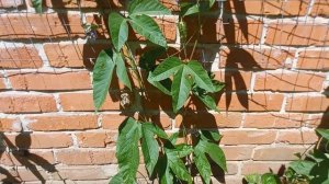 Маракуйя в саду.