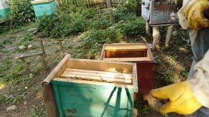 Наловил роев,Пересаживаю в улья  Пчеловодство