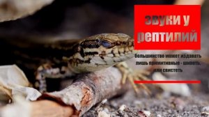 Потомки динозавров#животные#рептилии