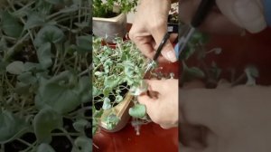 Черенкование #дихондра #серебристый водопад🌿🌿🌿 В #перлите😊