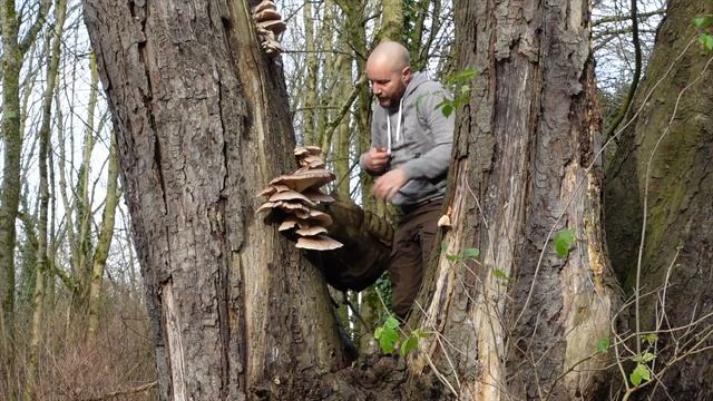 UK Winter Mushroom Foraging on New Years Day 2022 in Bristol, England. смотреть онлайн