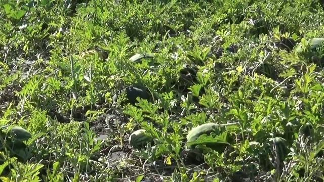 Выращивание арбузов в Средней Полосе. Бахча №2. 12 августа 2015года смотреть онлайн