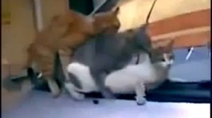Cat Mating Спаривание Котов1