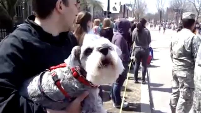 Тузик-болельщик)) смотреть онлайн