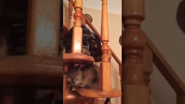 Кот достал кошку 2 смотреть онлайн