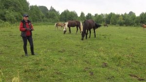 О важности табуна в жизни лошади