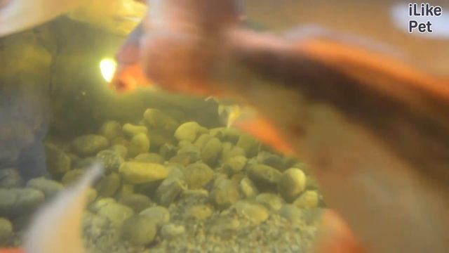 Карп кои Содержание на ilikepet