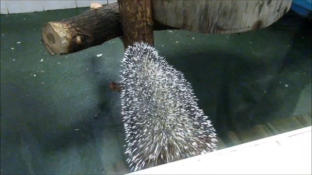 Цепкохвостый дикобраз ( ч. 2). 16.10.19 г. смотреть онлайн