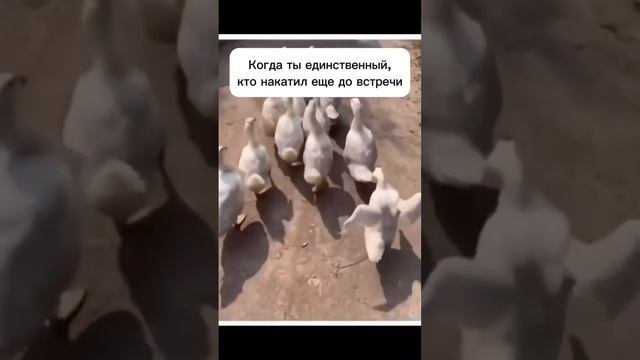 Прогулка утки жениха