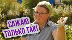 Посадка луковичных цветов осенью! 2 варианта посадки тюльпанов, нарциссов и гиацинтов