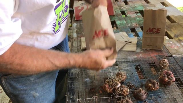 Quick garden tip: saving gladiolus bulbs смотреть онлайн