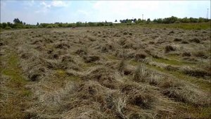 Сенокос 2020. Новые грабли" Харвест".