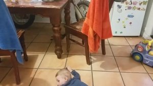 Выпускание птенца на волю, приучение к самостоятельности. Голубь