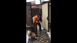 Акита ину охрана территории. Akita inu territory protection