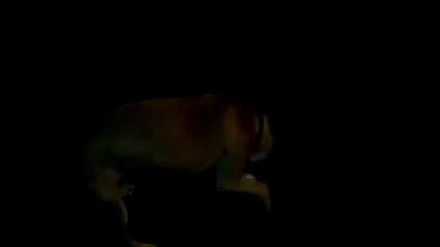Bull Terrier VS Pitbull (Американский Питбультерьер VS Бультерьер)
