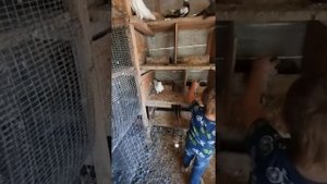 Пордистые голуби в горах Анапского райна прекрасно живут!:)))) маленькие голубята только родились❤