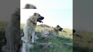 Кангал-стандарт на собаку