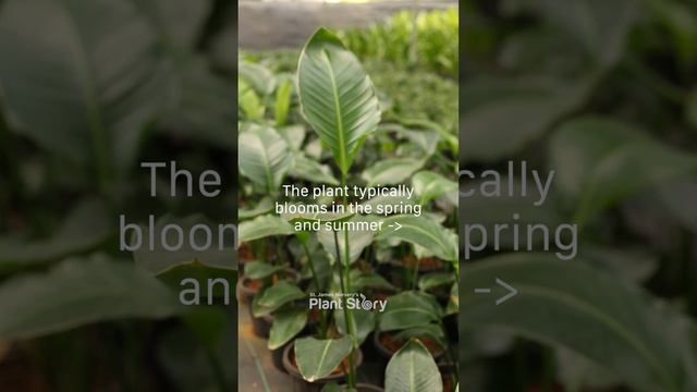 The Bird of Paradise plant | Plant Story | Vyttila | Ernakulam | Plant store , wholesale & Retail