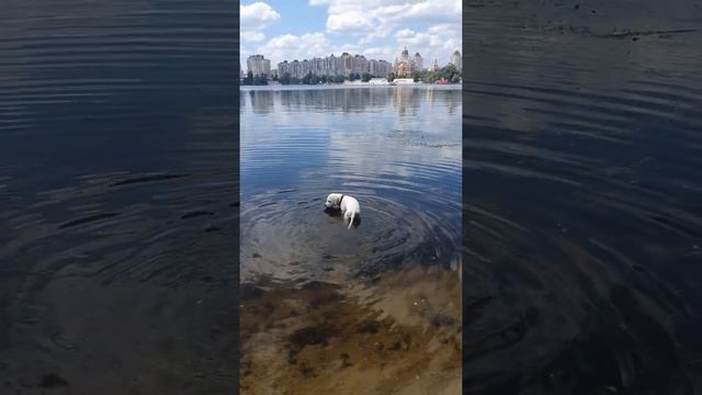 Щенок лабрадора 3 месяца решил покупаться в Днепре?? Лабрадор, лабраконь, Labrador, Labrahorse, dog