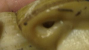 Улитка ахатина. Условие содержание СЛОМАНА РАКУШКА и куда улитка спрятала яйца.