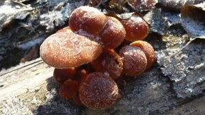 Зимние опята - Фламмулина бархатистоножковая