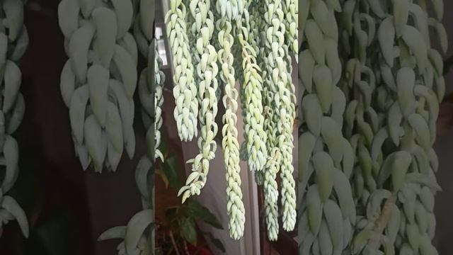 Очиток Моргана.Февраль 2023 смотреть онлайн