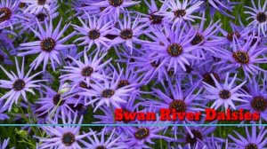 65 Blue Flower Plant Varieties | Blue Flower types for garden | Plant and Planting