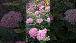Древовидная гортензия Пинк Анабель.8.07.22.