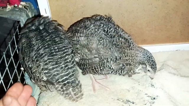 Какие же они стали?